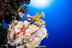 Scorpion Fish by Ahmed Mohamed 